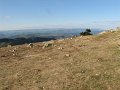 (86) 2009 Mont Aigoual